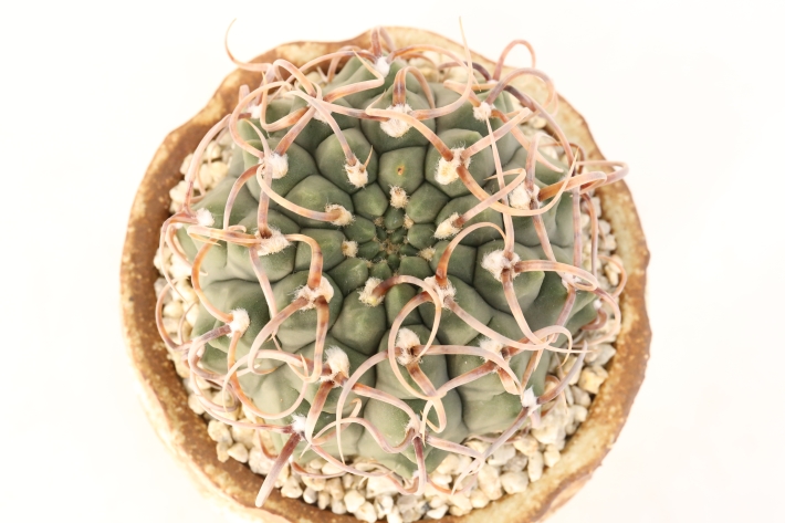 狂刺バッテリー 実生 A3165☆ギムノカリキウム サボテン☆「送料無料