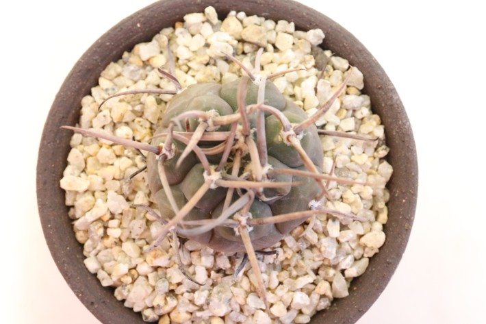 送料無料】守金魔天竜 ギムノカリキウム 実生 A3768｜サボテン｜浦部陽向園