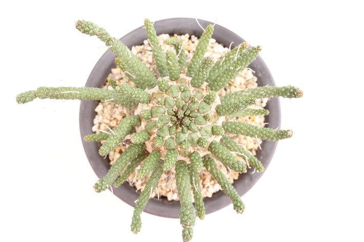 送料無料】ガムケンシス ユーフォルビア 輸入球 A3838｜多肉植物 塊根