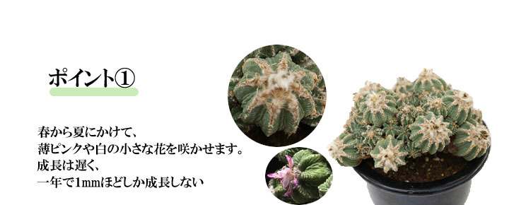 サボテン 花籠｜盆栽・サボテン・多肉植物 生産販売専門【浦部陽向園