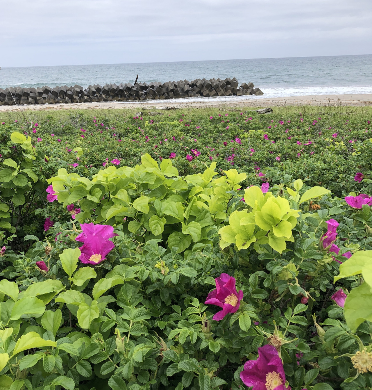 青森県むつ市産 ハマナス花のコーディアルシロップ edition03｜県産品