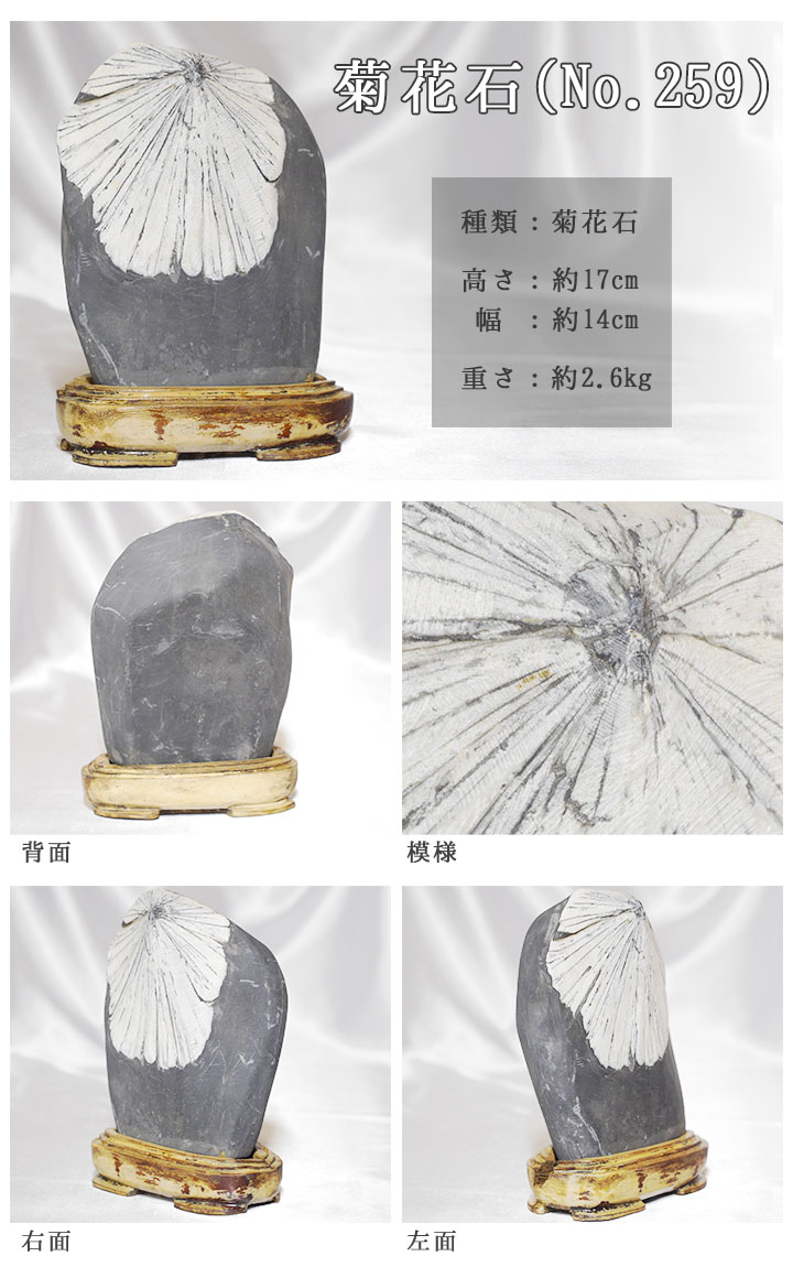 菊花石 No.259 【鑑賞用鉱石】高さ:約17cm 幅:約14cm 重さ:約2.6kg