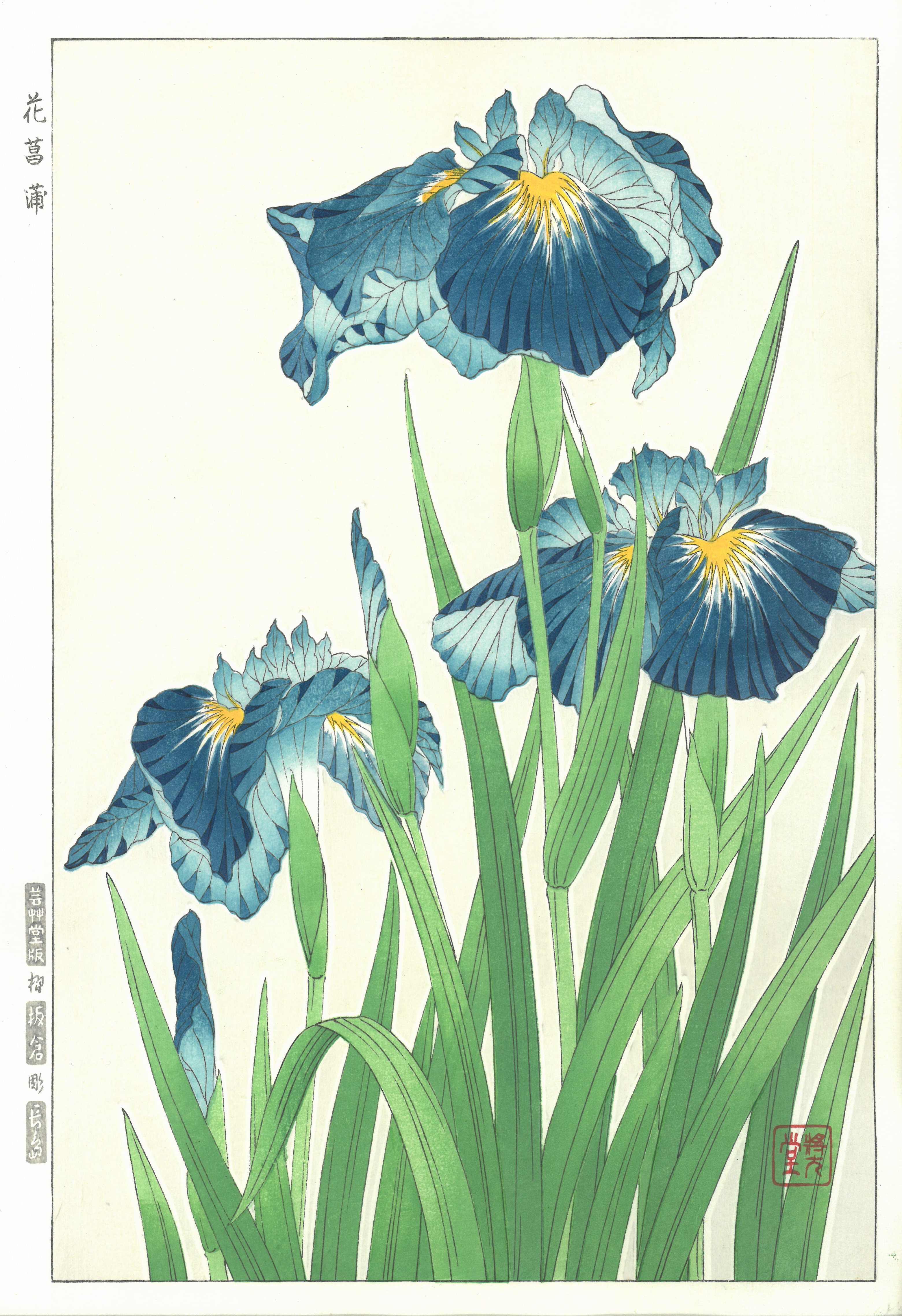 F003 花菖蒲 – 芸艸堂