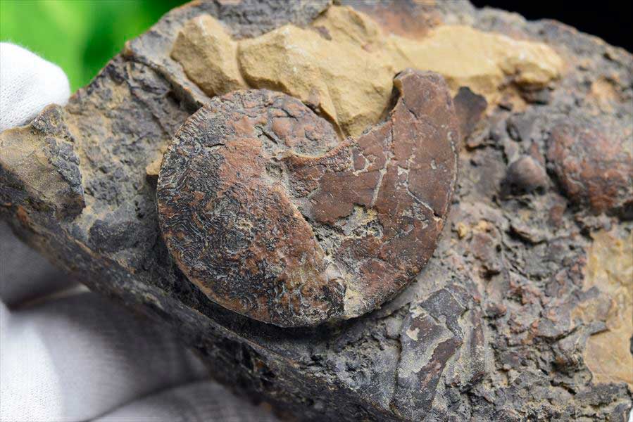 モロッコ産アンモナイト 化石｜瑪瑙化（メノウ化）｜非研磨｜ammonite