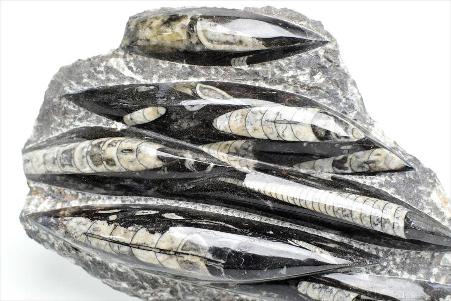 オルソセラス（直角貝/Orthoceras）化石プレート｜モロッコ産