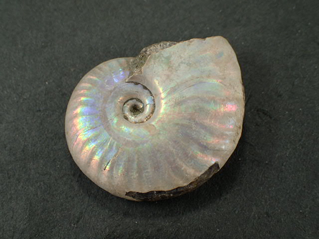 最高品質レインボーアンモナイト化石(Ammonite Fossil) (Cleoniceras