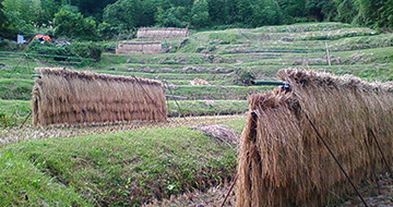 月布施棚田 | さど観光ナビ