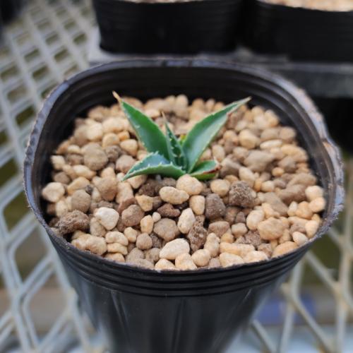 やましち山野草店 / 多肉植物 アガベ ユタエンシス Agave utahensis