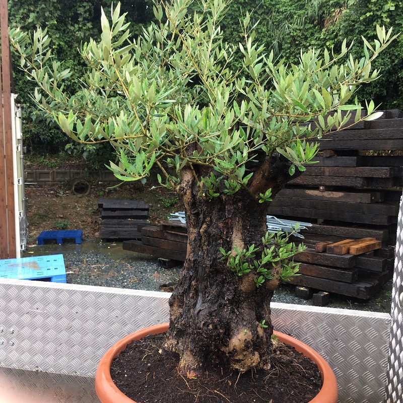 B246オーストラリア産ブラックボーイプレイシー福岡植物販売