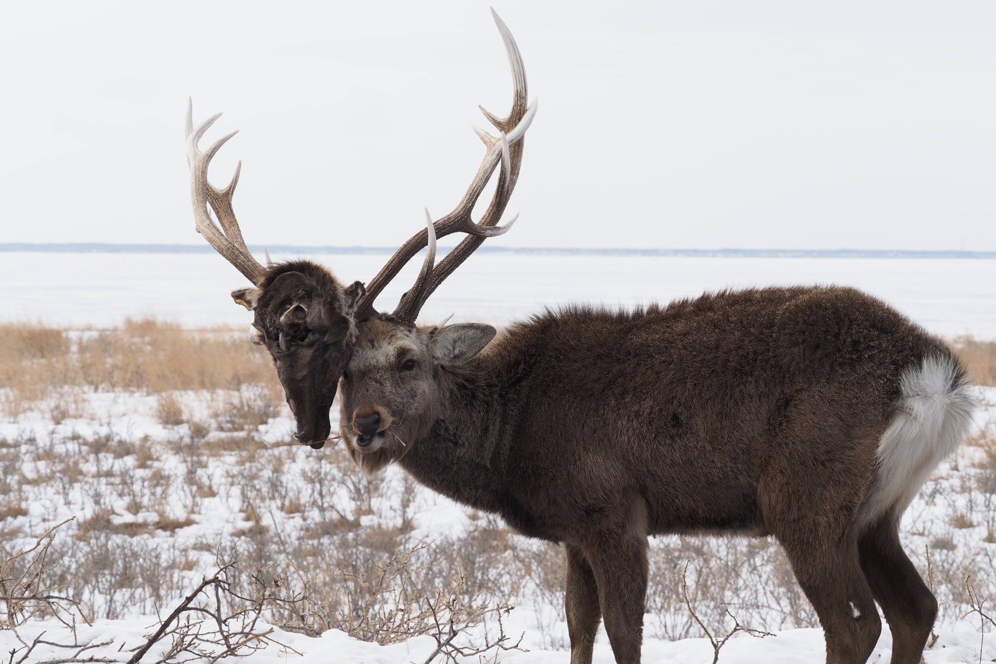 死んでも絡んだ角が離れない エゾシカ【衝撃写真】