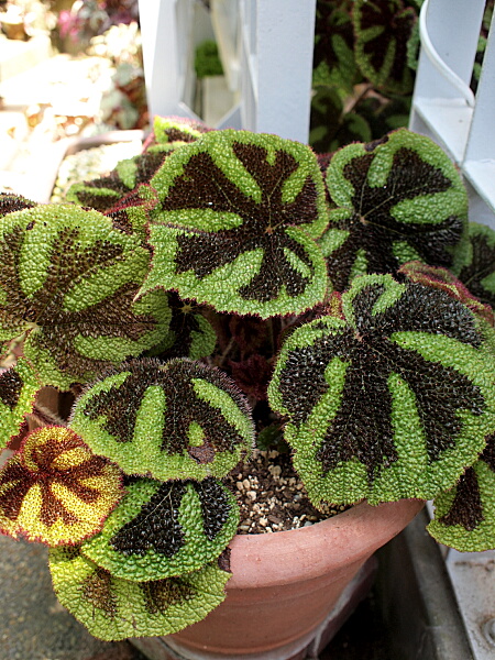 ベゴニア・マソニアナ(アイアンクロス・ベゴニア)の育て方