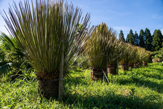 ダシリリオン・ミキワネンシス