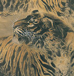 大橋翠石に私淑した都城の虎の画家・小山田秋甫