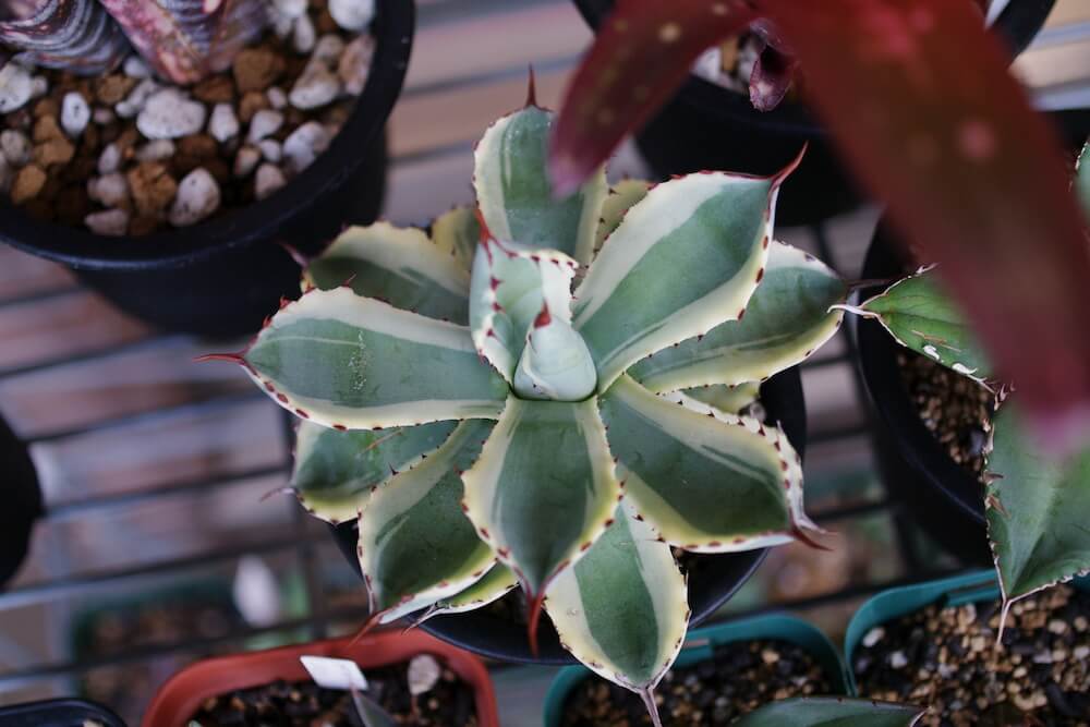 アガベ・雷神（Agave potatorum／ポタトルム）の種類、紹介 – ゆるぷ