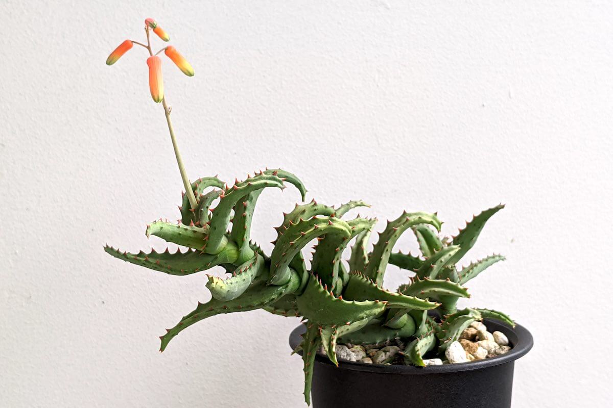 アロエ・カスティロニアエ（Aloe castilloniae）の育て方、成長記録