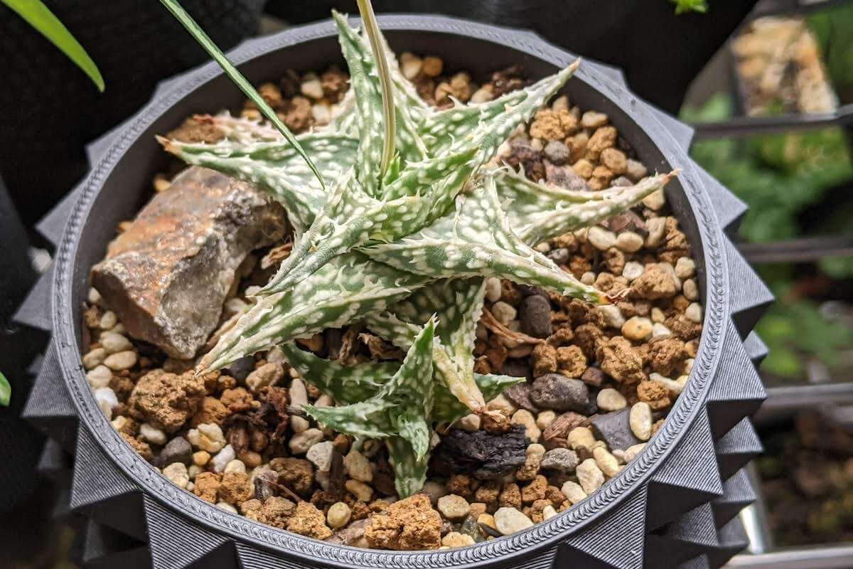Aloe hybrid 'lava' の紹介 – ゆるぷ