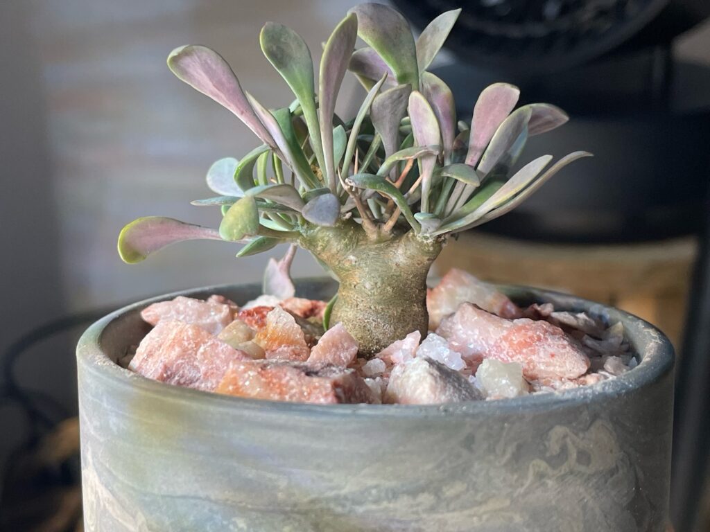 オトンナ・ユーフォルビオイデスの育て方-おーきっどblog