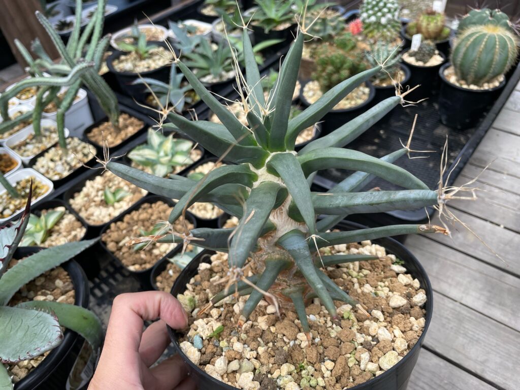 レウクテンベルギア・プリンキピス（晃山）の育て方‐おーきっどblog