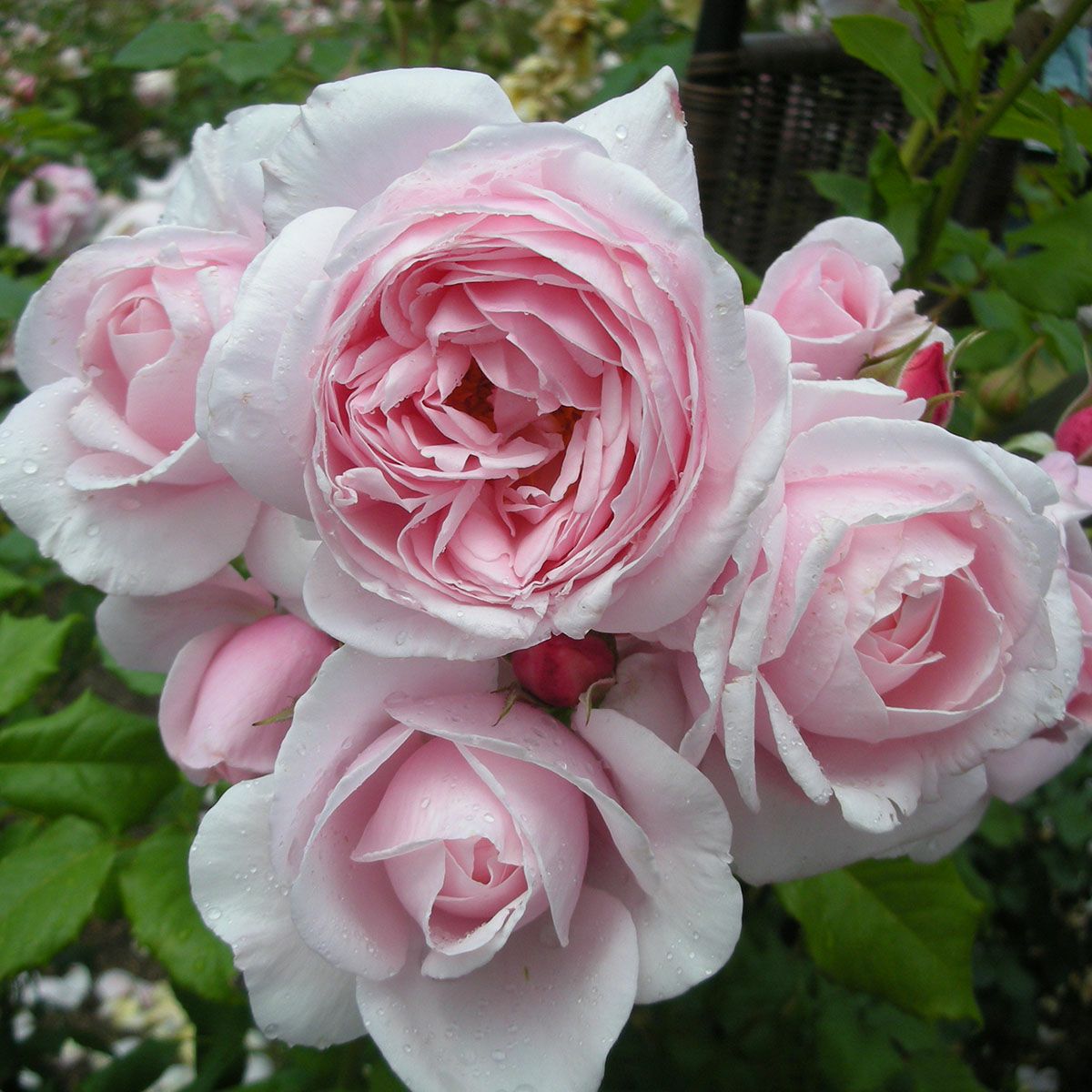 バラ苗 【ナエマ】 (大苗) つるバラ 四季咲き 大輪 ピンク系