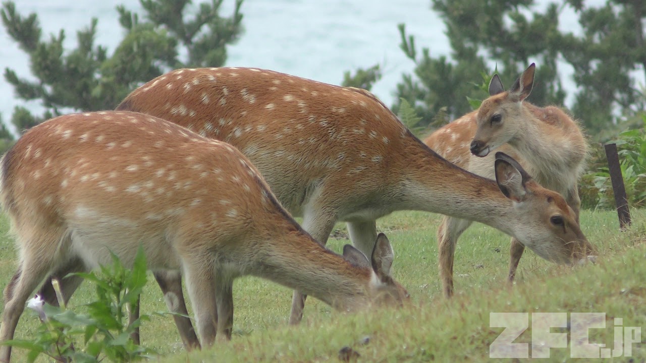 ニホンジカ | 動物図鑑 | ZFC.jp