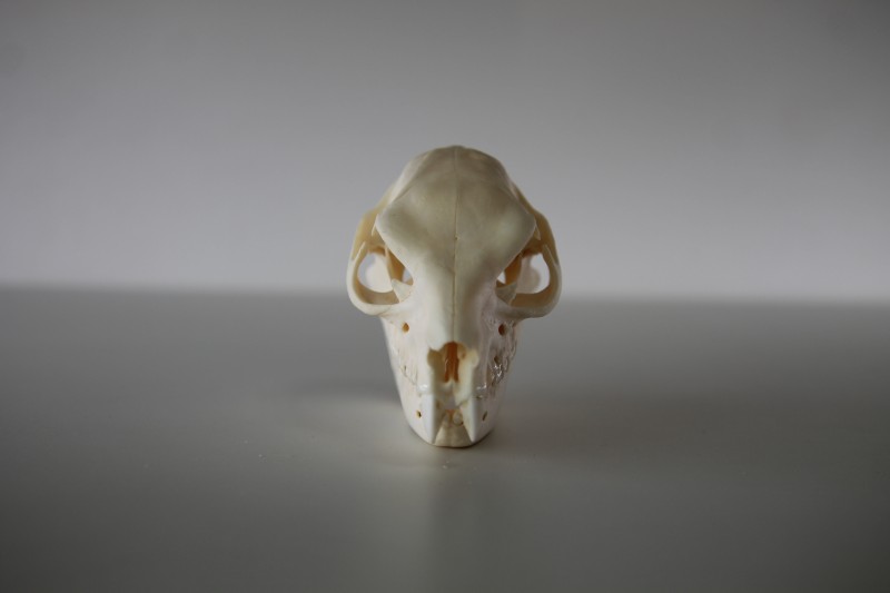 標本棚のラベル裏033 ケープハイラックス（頭骨） - 生き物・学び