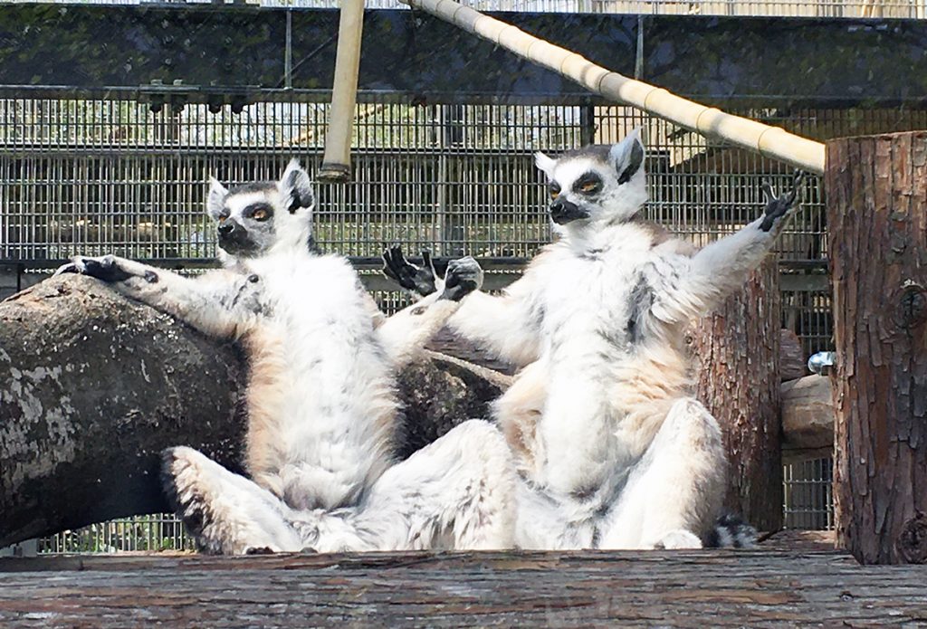 ワオキツネザル | | 京都市動物園