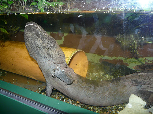 Andrias davidianus / Chinese giant salamander in Tierpark Chemnitz