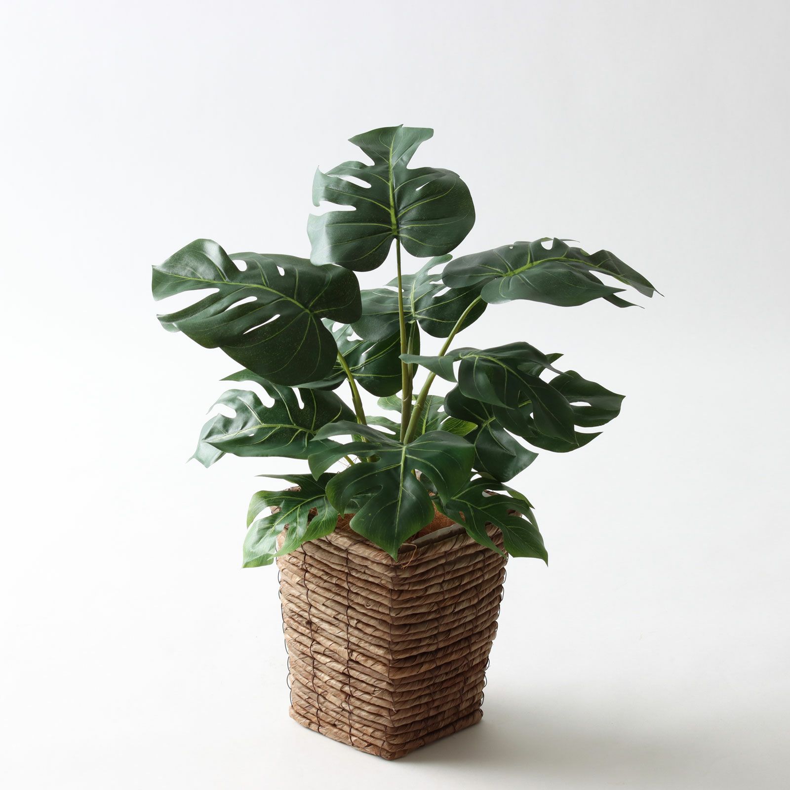 フィカス・ウンベラータ | プレミアム光触媒フェイクグリーン 造花