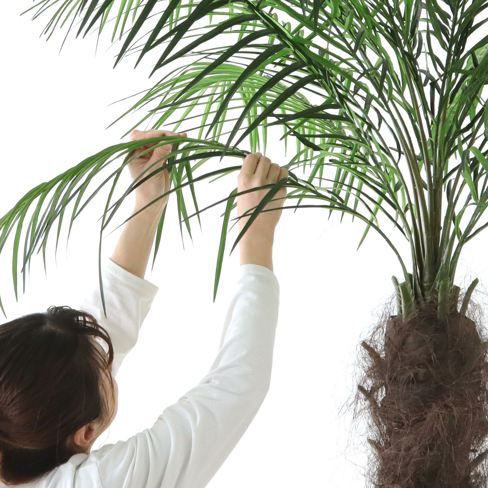 No9275 プレミアム光触媒フェイクグリーン「圧巻のスケール感