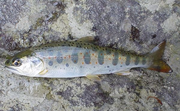 アマゴの編集履歴 - WEB魚図鑑