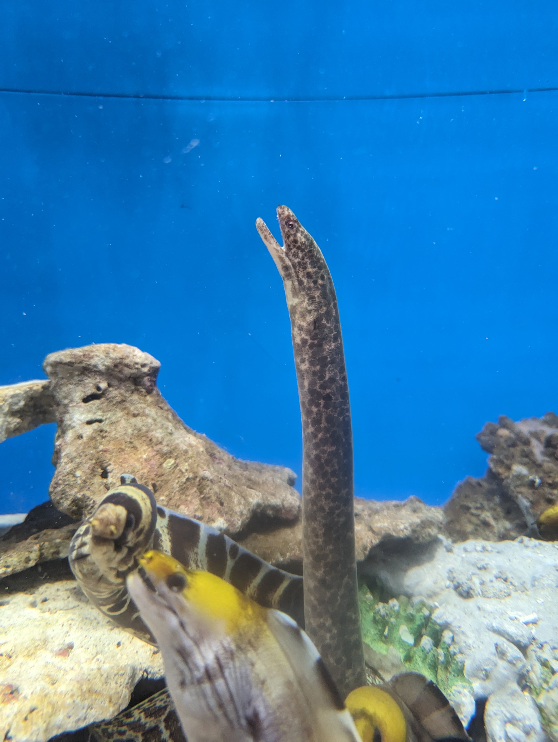 シズクキカイウツボ(2024.12.28) - WEB魚図鑑