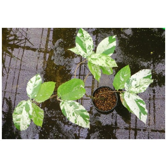 フィカス・パーセリー 斑入り | 希少植物の販売 アグラオネマ専門販売