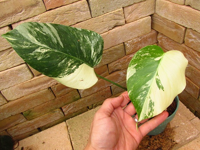 モンステラ ボルシギアナ セブブルーミント(Monstera deliciosa var