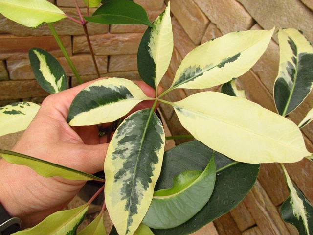 ツピタンサス シェフレラ・ピュックレリ 極麗斑入り | 希少植物の販売