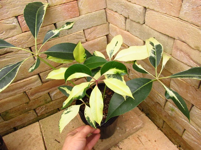 ツピタンサス シェフレラ・ピュックレリ 極麗斑入り | 希少植物の販売