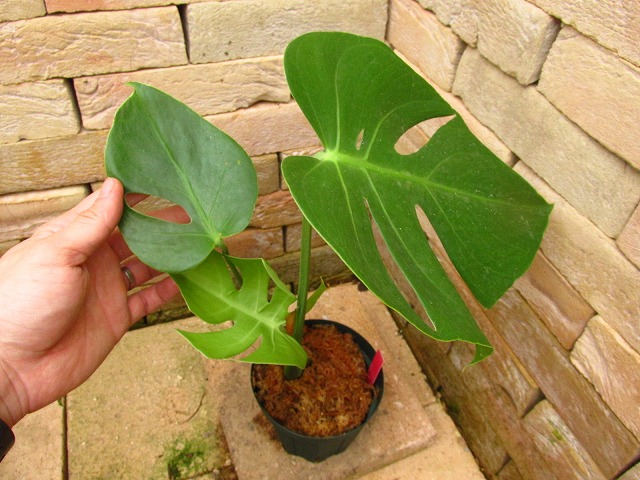 モンステラ デリシオーサ ビクトリー(Monstera deliciosa Victory