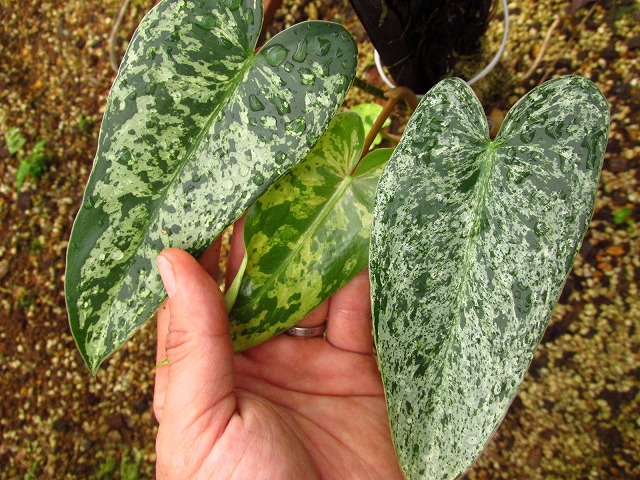 フィロデンドロン イルセマニー極麗斑 最上級斑個体 (Philodendron