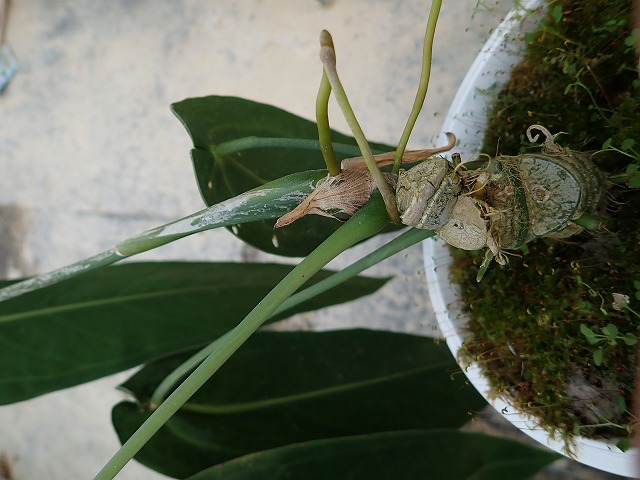 アンスリウム ワロクワナム ダークナローフォーム(Anthurium