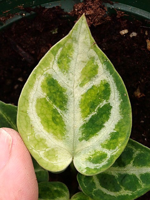 アンスリウム | 希少植物の販売 アグラオネマ専門販売店