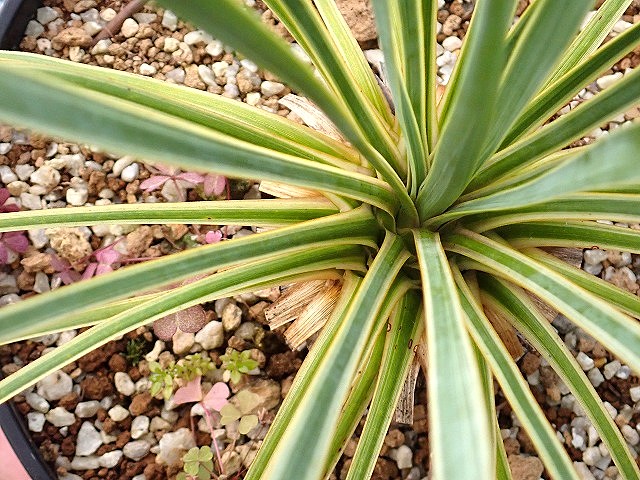 ユッカ ロストラータ 斑入り 超稀少個体(Yucca rostrata seed selected