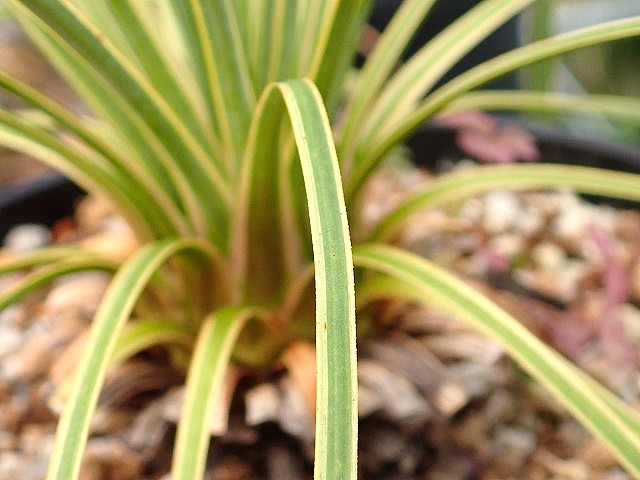 ユッカ ロストラータ 斑入り 超稀少個体(Yucca rostrata seed selected