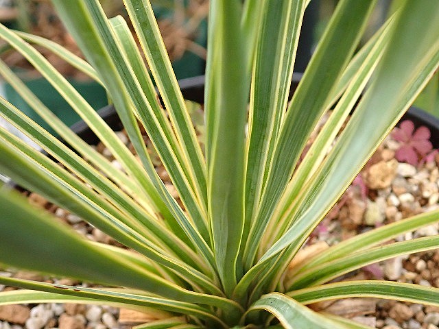 ユッカ ロストラータ 斑入り 超稀少個体(Yucca rostrata seed selected