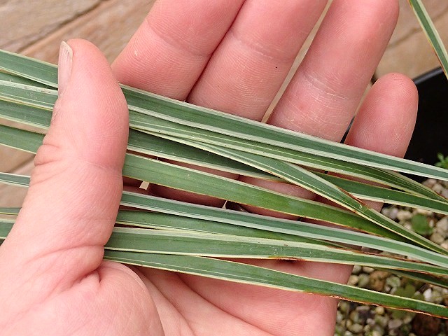 ユッカ ロストラータ 斑入り 超稀少個体(Yucca rostrata seed selected