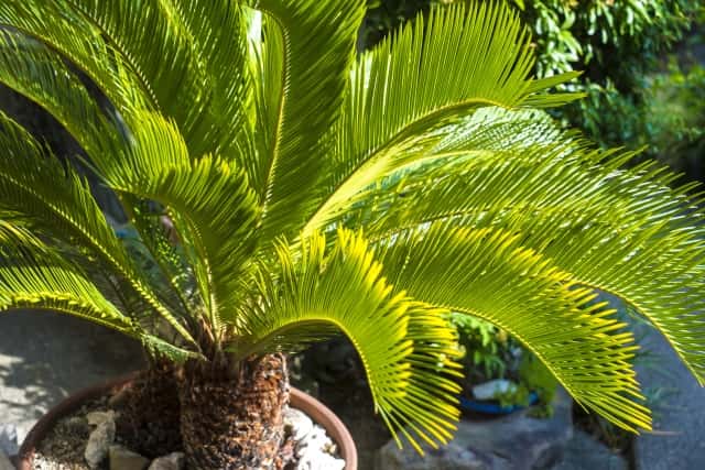 観葉植物のプロが伝授！】ソテツ（蘇鉄）の種類と育て方｜植え替えや