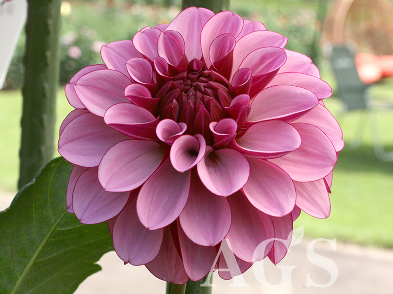 AGSオンラインショップ / アメジストオーブ