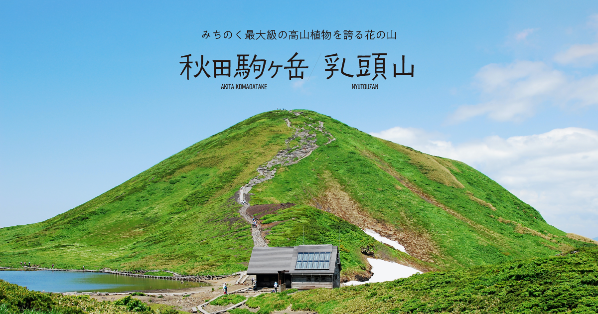 ミヤマキンポウゲ | 秋田駒ヶ岳/乳頭山 ～みちのく最大級の高山植物を