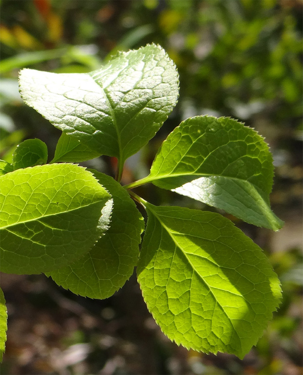 山採り自然樹形アオハダ販売 秋元園芸