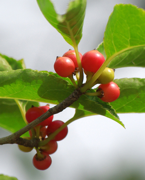 山採り自然樹形アオハダ販売 秋元園芸