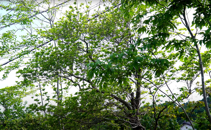 山採り自然樹形ヤシオツツジ販売 秋元園芸 茨城那珂