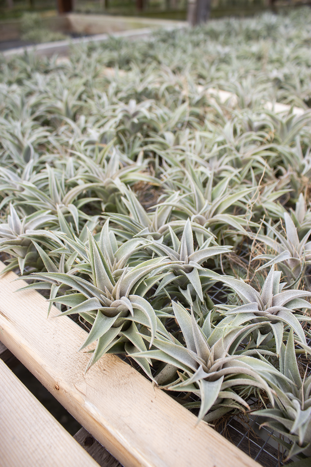 Edithae Silver Form – Plantaflor USA, Inc.